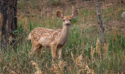 Naklejka na ściany i meble Mule Deer Fawn