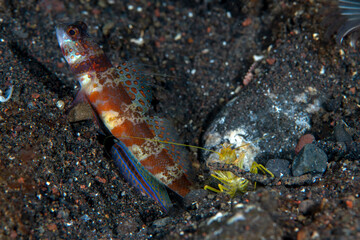 Goby fish and a shrimp live together. Underwater macro world of Tulamben, Bali, Indonesia.