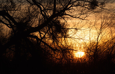 Silhouette of branches in warm sunset light