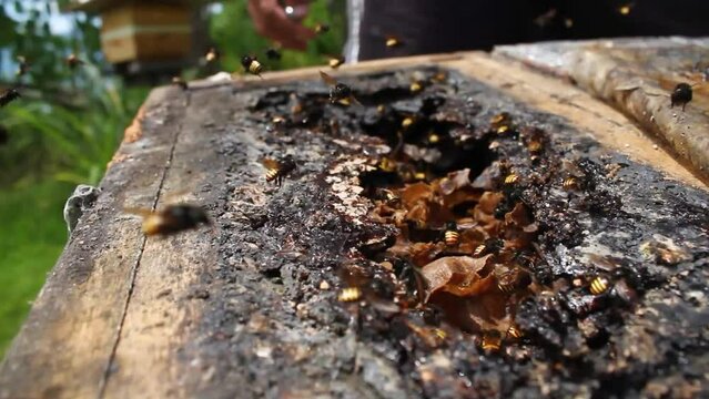 inside a hive of Brazilian Stingless bee Manda&ccedil;aia or Melipona Quadrifasciata