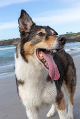 A dog playing on the beach