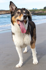 A dog playing on the beach