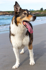 A dog playing on the beach