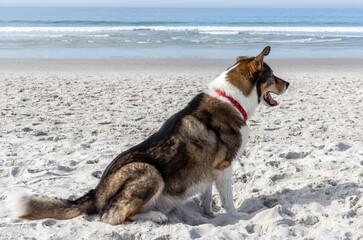 A dog playing on the beach