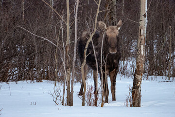 young moose hiding in bare trees watching photographer take photo in snow