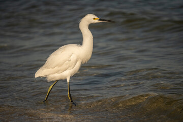 Snowy Egret