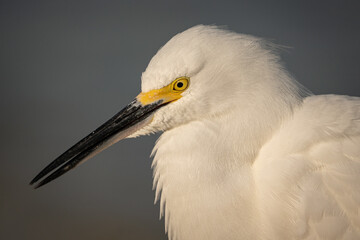 Snowy Egret