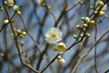 one light yellow plum blossoms with petals and stamens in sunny spring day