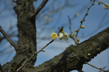 one little plum flower bud ready to blossom on the branch in sunny day