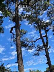 tree and sky