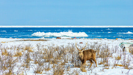 Naklejka premium 冬の野付半島 エゾシカと流氷