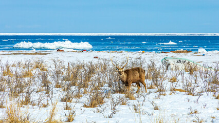 野付半島　エゾシカと流氷の浮かぶ海 © Yuuki Kobayashi
