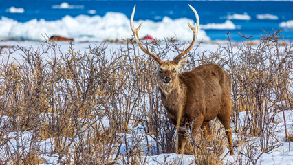 野付半島　流氷とエゾシカ © Yuuki Kobayashi