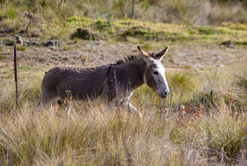 donkey in the field