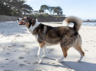 A dog playing on the beach