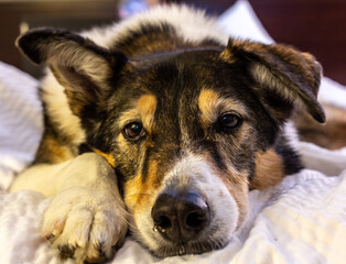 A dog sleeping in the bed