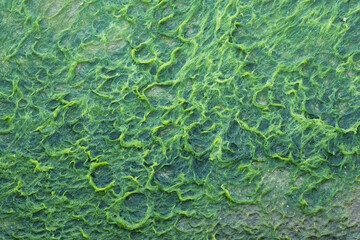 Green background of algae seaweed. Stone with bright seaweed closeup. Natural velvet texture of sea grass.