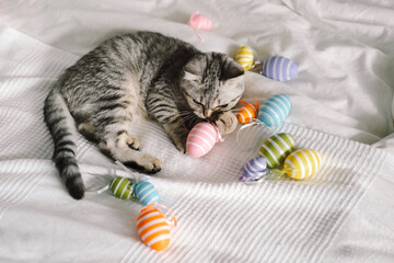 Fototapeta na wymiar Cute kitten of the Scottish straight breed playing with multi-colored Easter eggs at home. Pet having fun. Spring holiday symbol. Animal helping with Easter decoration