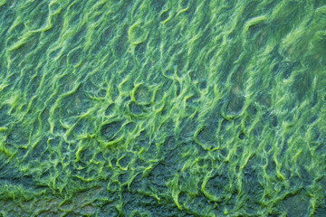 Green background of algae seaweed. Stone with bright seaweed closeup. Natural velvet texture of sea...