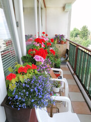 Urban still life. Floral background with blooming prefabricated urban balcony. Balcony flowerpot boxes with brightly colored flowers peralgoniums, geraniums and annuals.