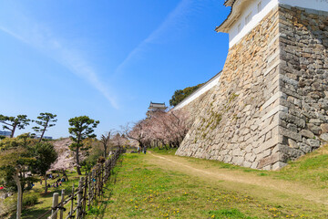 Fototapeta na wymiar 新春の桜と明石城