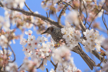晴天でのヒヨドリと桜