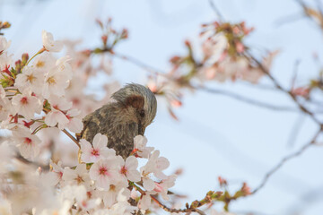 晴天でのヒヨドリと桜