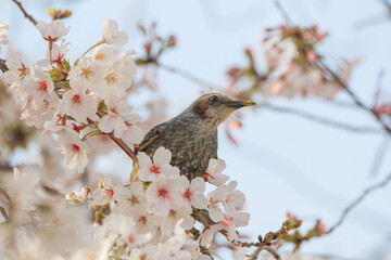 晴天でのヒヨドリと桜