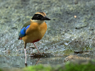 Blue-winged pitta or Pitta moluccensis. Colorful passerine bird on ground. Colorful Blue-winged Pitta perched on ground. Blue - wing Pitta bird.