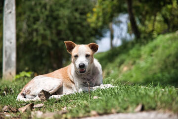 portrait of a white and brown dog