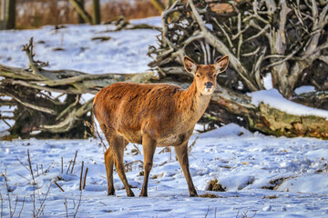 Shubenacadie Wildlife Park, Nova Scotia, Canada