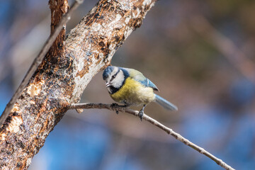 Cute bird, Eurasian blue tit, songbird sitting on a branch without leaves in early spring
