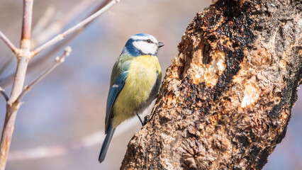Cute bird, Eurasian blue tit, songbird sitting on a branch without leaves in early spring