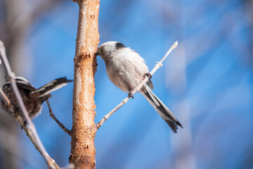 European long-tailed tit, latin name Aegithalos caudatus. A bird sitting on a branch in a deciduous forest.