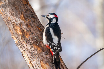 Little woodpecker sits on a tree trunk. The great spotted woodpecker, Dendrocopos major