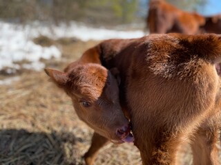 Fototapeta premium calf in the field