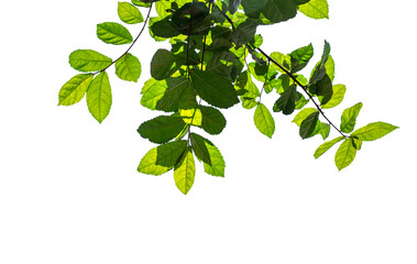 Green leaves, sunlight, reflection isolated on White Background. Creative tropical green leaves layout. Nature spring concept and Summer.