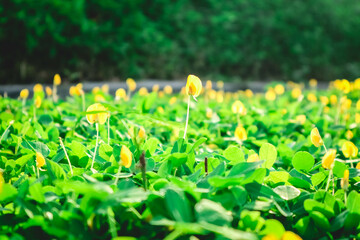 Yellow arachis pintoi flower in the morning. Sunrises on the flower garden.