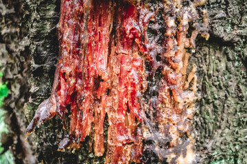 Dried red tree sap of old-growth forest tree
