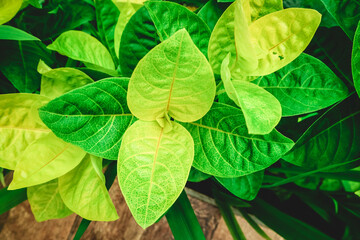 Zamioculcas zamifolia leaves macro photography