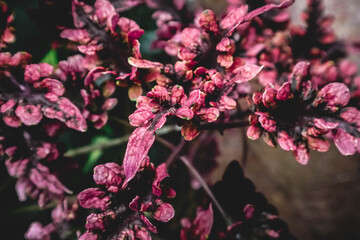 Fototapeta premium Atriplex hortensis botanical macro photography