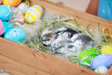 Group of baby Holland lop rabbits in the nest with mommy fur and hay and decorate with Easter eggs....