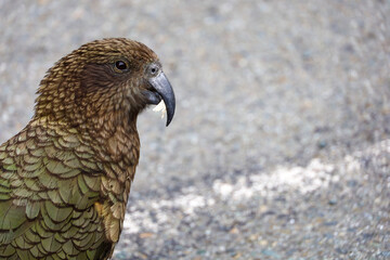 portrait of a kea bird