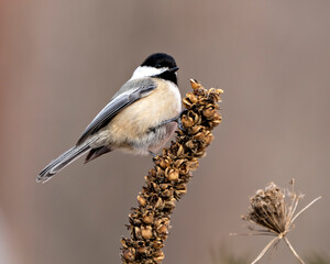 Obraz premium Chickadee Photo and Image. Close-up profile view perched on a branch with snow with a blur background in its environment and habitat surrounding.
