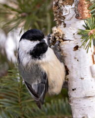 Obraz premium Chickadee Photo and Image. Close-up profile view perched on a birch tree with a blur corniferous background in its environment and habitat surrounding.