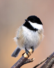 Chickadee Photo and Image. Close-up profile view perched on a branch with a blur background in its environment and habitat surrounding.