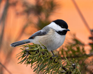 Obraz premium Chickadee Photo and Image. Close-up profile view perched on a pine branch with a blur orange background in its environment and habitat surrounding.