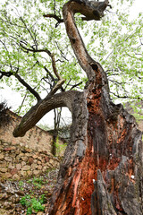 In spring, the mountain village with pear flowers in full bloom