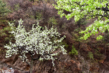In spring, the mountain village with pear flowers in full bloom