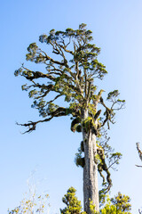tall tree on the sky background